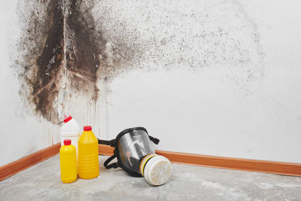 Best Commercial Mold Removal  in Spout Springs, NC