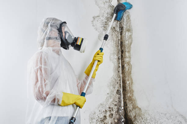 Certified Mold Removal in Spout Springs, NC