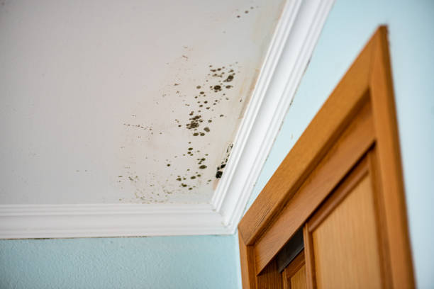 Best Fast Mold Removal  in Spout Springs, NC