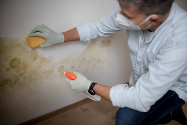 Best Local Mold Removal Service  in Spout Springs, NC