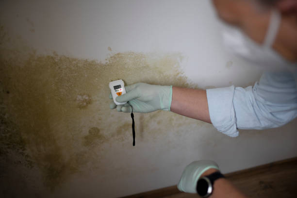 Best Best Mold Removal Companies  in Spout Springs, NC