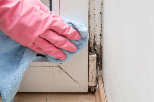 Best Residential Mold Removal  in Spout Springs, NC